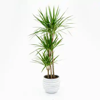 Comprar Dracaena Marginata en Barcelona