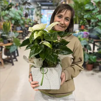 Comprar Elegante anthurium en base de fibra en Barcelona