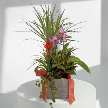 Comprar Elegante composición de plantas premium en Barcelona