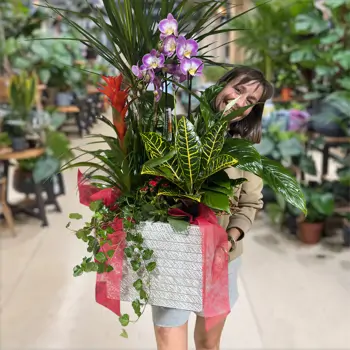 Comprar Elegante composición de plantas premium en Barcelona