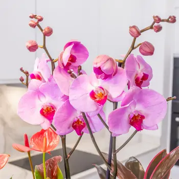 Comprar Encanto Rosa en Barcelona