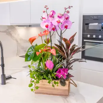 Comprar Encanto Rosa en Barcelona