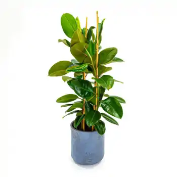 Comprar Ficus Robusta en Barcelona