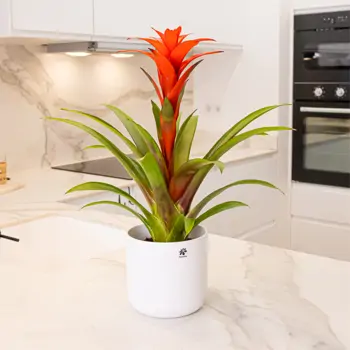 Comprar Guzmania en Barcelona