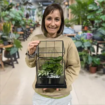 Comprar Invernadero con mini plantas en Barcelona