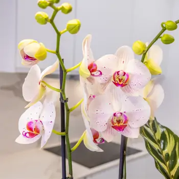 Comprar Jardín Arcoíris en Barcelona