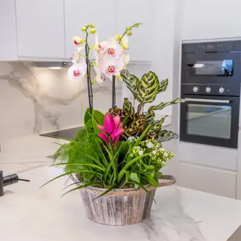 Comprar Jardín Arcoíris en Barcelona