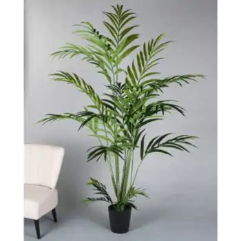 Comprar Kentya en Barcelona