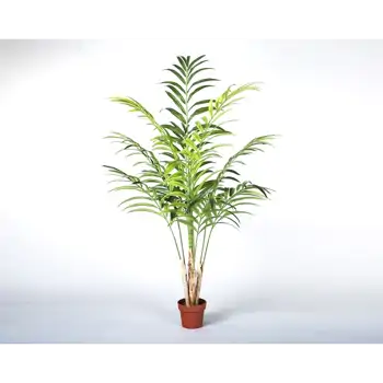 Comprar Kentya en Barcelona