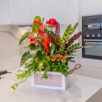 Comprar Pasión Natural en Barcelona