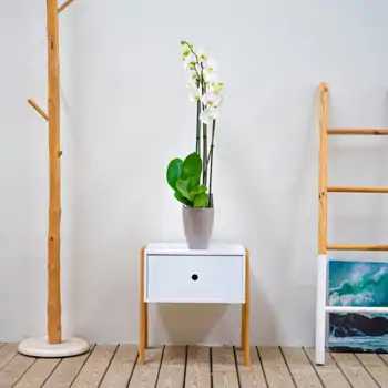 Comprar Phalaenopsis en tiesto decorativo en Barcelona