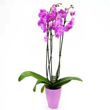 Comprar Phalaenopsis en tiesto decorativo en Barcelona