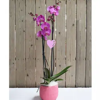 Comprar Phaleanopsis fucsia en base cerámica fucsia en Barcelona