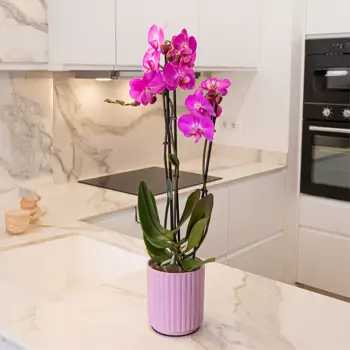 Comprar Phaleanopsis fucsia en base cerámica fucsia en Barcelona