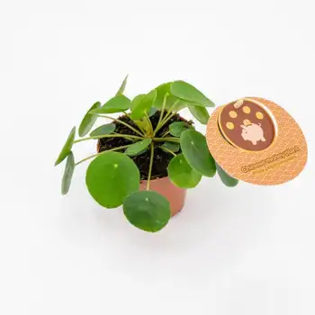 Comprar Pilea en Barcelona