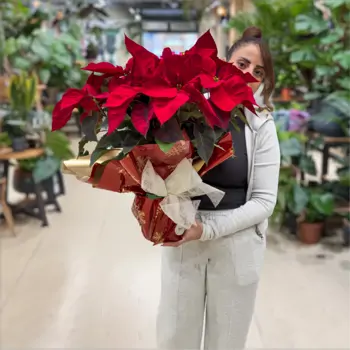 Comprar Planta de Navidad (Varios tamaños) en Barcelona