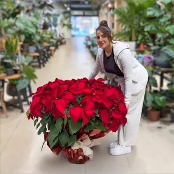 Comprar Poinsettia extra en cuenco en Barcelona