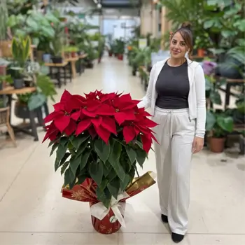Comprar Poinsettia madre en Barcelona