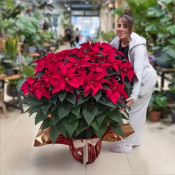 Comprar Poinsettia XL en Barcelona