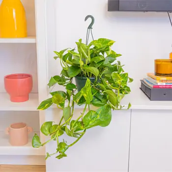 Comprar Pothos colgar en Barcelona
