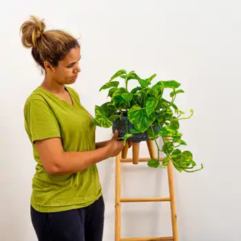 Comprar Pothos colgar en Barcelona