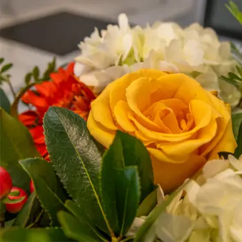 Comprar Ramo hortensias Alegría Viva en Barcelona