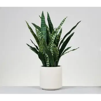 Comprar Sanseviera en Barcelona