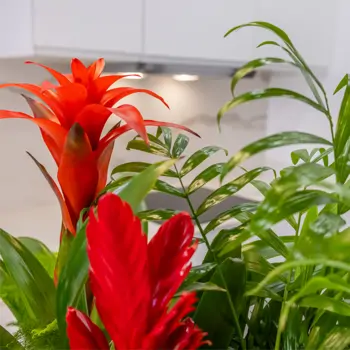 Comprar Selva en Casa en Barcelona