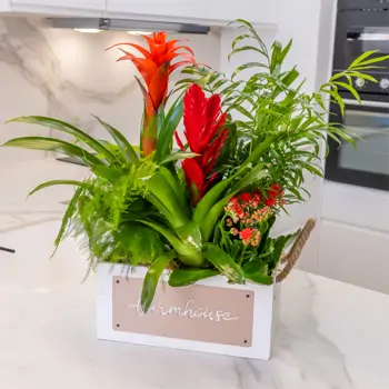 Comprar Selva en Casa en Barcelona