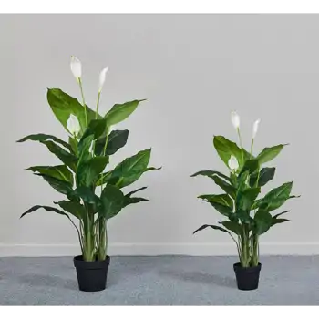 Comprar Spathiphyllum en Barcelona
