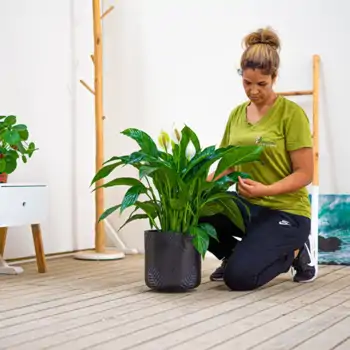 Comprar Spathiphyllum en Barcelona