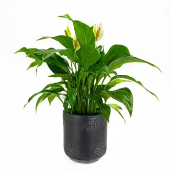 Comprar Spathiphyllum en Barcelona