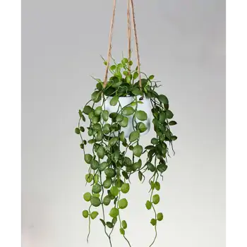 Comprar Suculenta de colgar en Barcelona