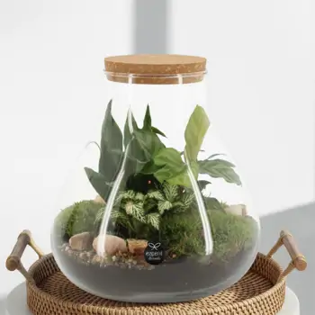 Comprar Terrario Karim en Barcelona